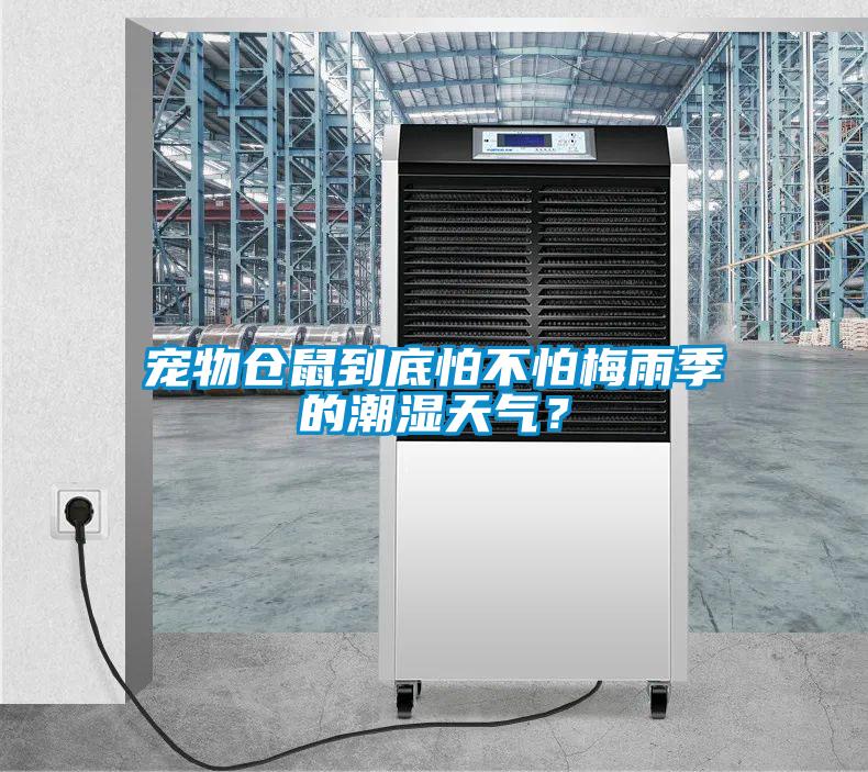 寵物倉鼠到底怕不怕梅雨季的潮濕天氣？