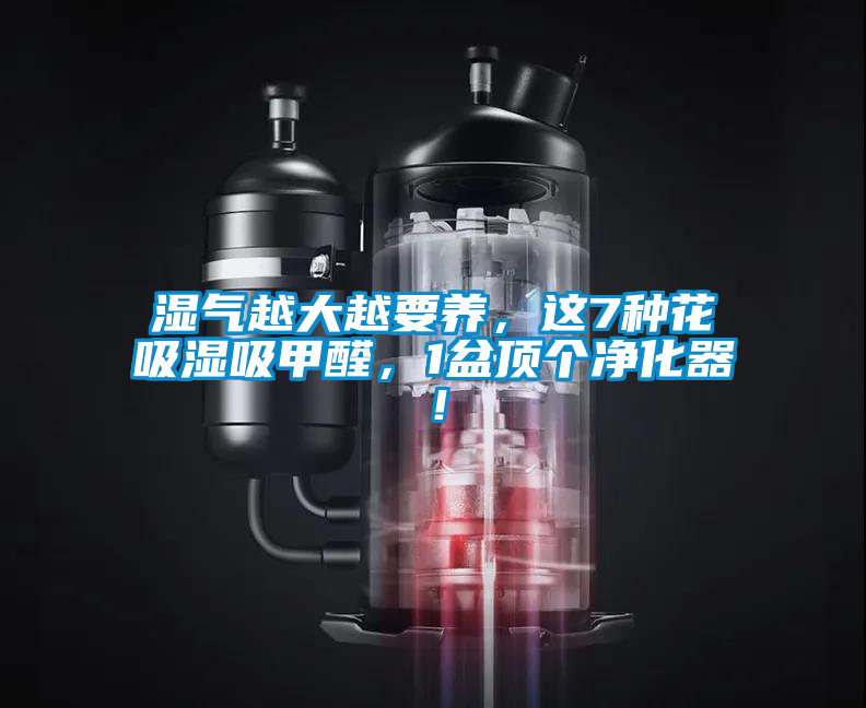 濕氣越大越要養(yǎng)，這7種花吸濕吸甲醛，1盆頂個凈化器！